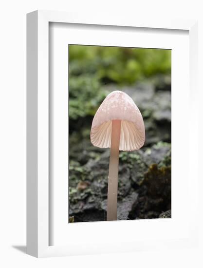 Canada, B.C, Vancouver. Translucent Mycena Mushroom Gills-Kevin Oke-Framed Photographic Print