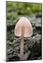 Canada, B.C, Vancouver. Translucent Mycena Mushroom Gills-Kevin Oke-Mounted Photographic Print