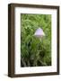 Canada, B.C, Vancouver. Translucent Mycena Mushroom-Kevin Oke-Framed Photographic Print