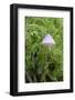 Canada, B.C, Vancouver. Translucent Mycena Mushroom-Kevin Oke-Framed Photographic Print