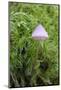 Canada, B.C, Vancouver. Translucent Mycena Mushroom-Kevin Oke-Mounted Photographic Print