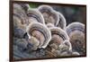 Canada, B.C, Vancouver. Turkey Tail Polypore Macro Photograph-Kevin Oke-Framed Photographic Print