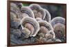 Canada, B.C, Vancouver. Turkey Tail Polypore Macro Photograph-Kevin Oke-Framed Photographic Print