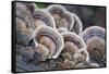 Canada, B.C, Vancouver. Turkey Tail Polypore Macro Photograph-Kevin Oke-Framed Stretched Canvas