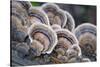 Canada, B.C, Vancouver. Turkey Tail Polypore Macro Photograph-Kevin Oke-Stretched Canvas