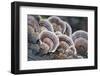 Canada, B.C, Vancouver. Turkey Tail Polypore Macro Photograph-Kevin Oke-Framed Photographic Print