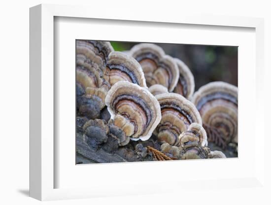 Canada, B.C, Vancouver. Turkey Tail Polypore Macro Photograph-Kevin Oke-Framed Photographic Print