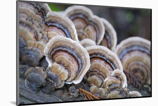 Canada, B.C, Vancouver. Turkey Tail Polypore Macro Photograph-Kevin Oke-Mounted Photographic Print