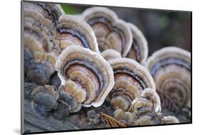 Canada, B.C, Vancouver. Turkey Tail Polypore Macro Photograph-Kevin Oke-Mounted Photographic Print