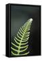 Canada, B.C. Western Sword Fern, Carmanah Walbran Provincial Park-Kevin Oke-Framed Stretched Canvas