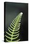 Canada, B.C. Western Sword Fern, Carmanah Walbran Provincial Park-Kevin Oke-Stretched Canvas