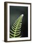 Canada, B.C. Western Sword Fern, Carmanah Walbran Provincial Park-Kevin Oke-Framed Photographic Print