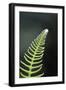 Canada, B.C. Western Sword Fern, Carmanah Walbran Provincial Park-Kevin Oke-Framed Photographic Print