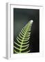 Canada, B.C. Western Sword Fern, Carmanah Walbran Provincial Park-Kevin Oke-Framed Photographic Print