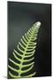 Canada, B.C. Western Sword Fern, Carmanah Walbran Provincial Park-Kevin Oke-Mounted Photographic Print