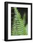 Canada, B.C. Western Sword Fern, Carmanah Walbran Provincial Park-Kevin Oke-Framed Photographic Print