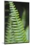 Canada, B.C. Western Sword Fern, Carmanah Walbran Provincial Park-Kevin Oke-Mounted Photographic Print