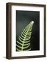 Canada, B.C. Western Sword Fern, Carmanah Walbran Provincial Park-Kevin Oke-Framed Photographic Print