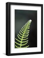 Canada, B.C. Western Sword Fern, Carmanah Walbran Provincial Park-Kevin Oke-Framed Photographic Print