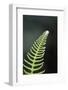 Canada, B.C. Western Sword Fern, Carmanah Walbran Provincial Park-Kevin Oke-Framed Photographic Print