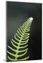 Canada, B.C. Western Sword Fern, Carmanah Walbran Provincial Park-Kevin Oke-Mounted Photographic Print