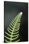 Canada, B.C. Western Sword Fern, Carmanah Walbran Provincial Park-Kevin Oke-Stretched Canvas