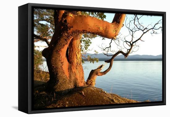 Canada. BC. Arbutus Tree on the Cliffs of Link Island-Kevin Oke-Framed Stretched Canvas