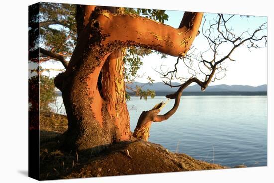 Canada. BC. Arbutus Tree on the Cliffs of Link Island-Kevin Oke-Stretched Canvas