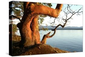 Canada. BC. Arbutus Tree on the Cliffs of Link Island-Kevin Oke-Stretched Canvas