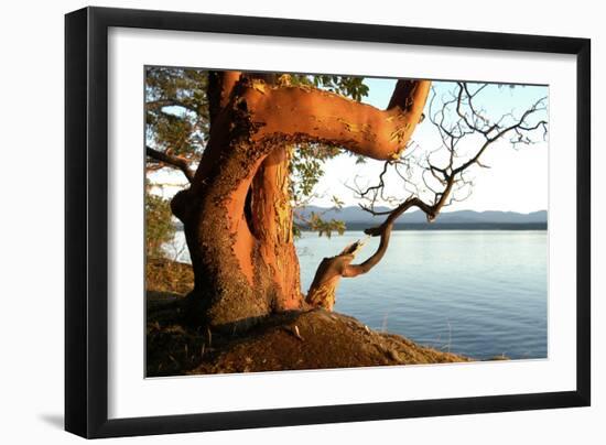 Canada. BC. Arbutus Tree on the Cliffs of Link Island-Kevin Oke-Framed Photographic Print