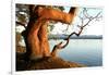 Canada. BC. Arbutus Tree on the Cliffs of Link Island-Kevin Oke-Framed Photographic Print