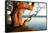 Canada. BC. Arbutus Tree on the Cliffs of Link Island-Kevin Oke-Framed Stretched Canvas