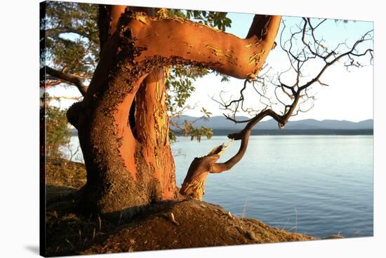 Canada. BC. Arbutus Tree on the Cliffs of Link Island-Kevin Oke-Stretched Canvas