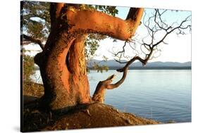 Canada. BC. Arbutus Tree on the Cliffs of Link Island-Kevin Oke-Stretched Canvas