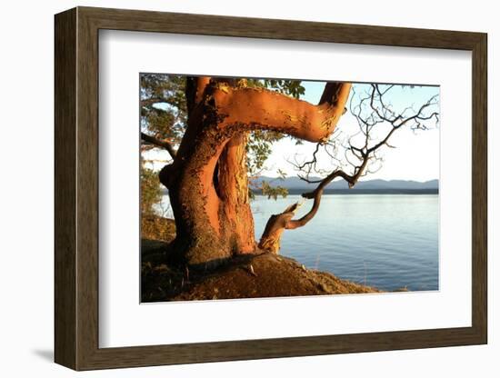 Canada. BC. Arbutus Tree on the Cliffs of Link Island-Kevin Oke-Framed Photographic Print