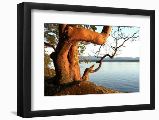 Canada. BC. Arbutus Tree on the Cliffs of Link Island-Kevin Oke-Framed Photographic Print