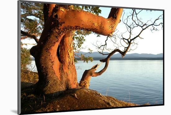 Canada. BC. Arbutus Tree on the Cliffs of Link Island-Kevin Oke-Mounted Photographic Print