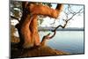 Canada. BC. Arbutus Tree on the Cliffs of Link Island-Kevin Oke-Mounted Photographic Print