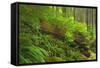 Canada, Bc, Carmanah-Walbran Provincial Park. Rain Forest Vegetation-Jaynes Gallery-Framed Stretched Canvas