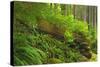 Canada, Bc, Carmanah-Walbran Provincial Park. Rain Forest Vegetation-Jaynes Gallery-Stretched Canvas