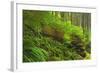 Canada, Bc, Carmanah-Walbran Provincial Park. Rain Forest Vegetation-Jaynes Gallery-Framed Photographic Print