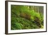 Canada, Bc, Carmanah-Walbran Provincial Park. Rain Forest Vegetation-Jaynes Gallery-Framed Photographic Print