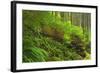 Canada, Bc, Carmanah-Walbran Provincial Park. Rain Forest Vegetation-Jaynes Gallery-Framed Photographic Print