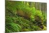 Canada, Bc, Carmanah-Walbran Provincial Park. Rain Forest Vegetation-Jaynes Gallery-Mounted Photographic Print