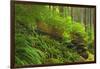 Canada, Bc, Carmanah-Walbran Provincial Park. Rain Forest Vegetation-Jaynes Gallery-Framed Photographic Print