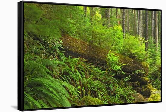 Canada, Bc, Carmanah-Walbran Provincial Park. Rain Forest Vegetation-Jaynes Gallery-Framed Stretched Canvas