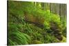 Canada, Bc, Carmanah-Walbran Provincial Park. Rain Forest Vegetation-Jaynes Gallery-Stretched Canvas