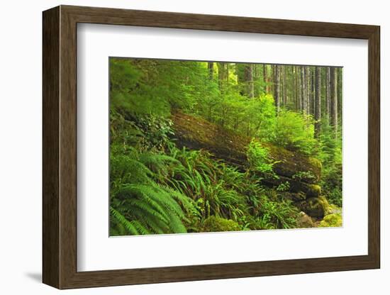 Canada, Bc, Carmanah-Walbran Provincial Park. Rain Forest Vegetation-Jaynes Gallery-Framed Photographic Print