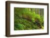 Canada, Bc, Carmanah-Walbran Provincial Park. Rain Forest Vegetation-Jaynes Gallery-Framed Photographic Print