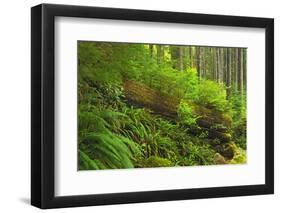 Canada, Bc, Carmanah-Walbran Provincial Park. Rain Forest Vegetation-Jaynes Gallery-Framed Photographic Print
